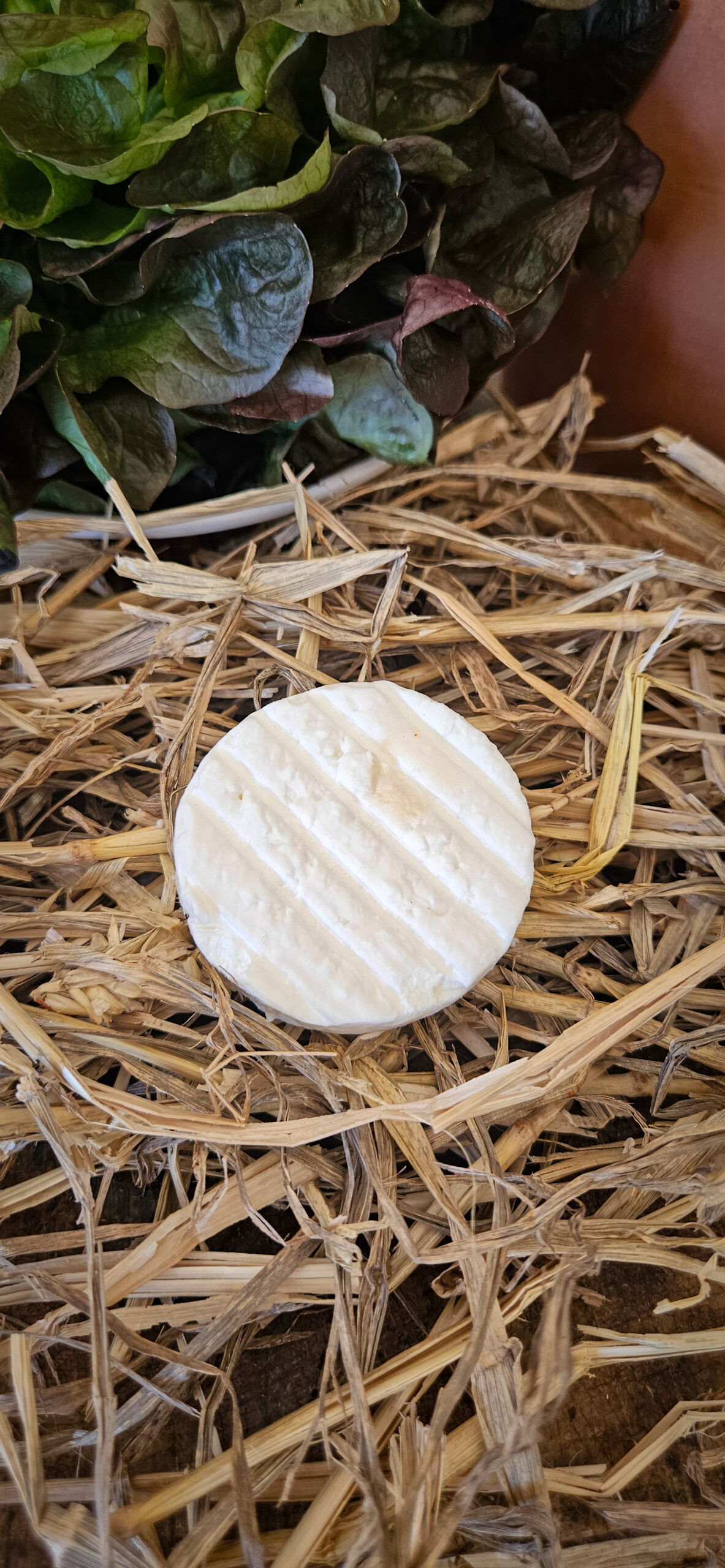 Cabécou Frais - 40 g.